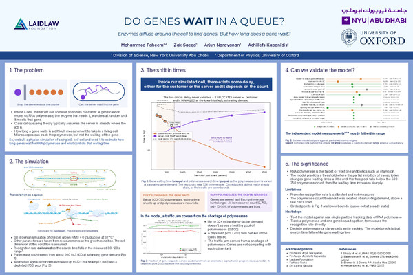 Do genes wait in a queue?