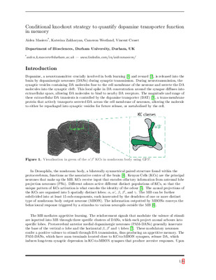 Conditional knockout strategy to quantify dopamine transporter function in memory