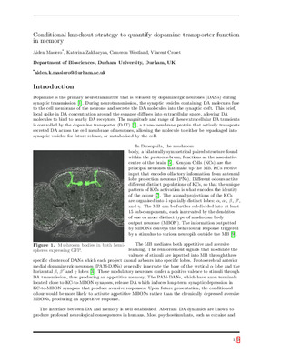 Conditional knockout strategy to quantify dopamine transporter function in memory
