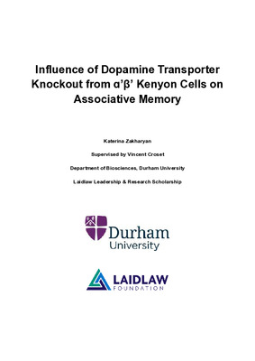 Research Paper - Influence of Dopamine Transporter Knockout from α'β' Kenyon Cells on Associative Memory
