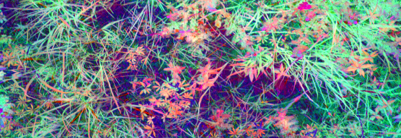 The spectral diversity of plants