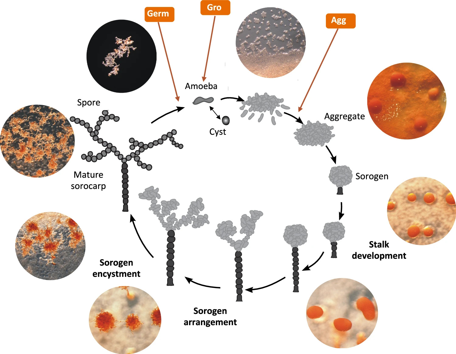Acrasis kona life cycle
