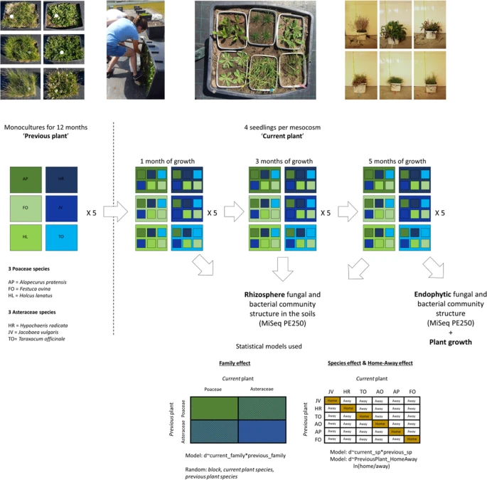 Overview of the experimental procedures in the current study