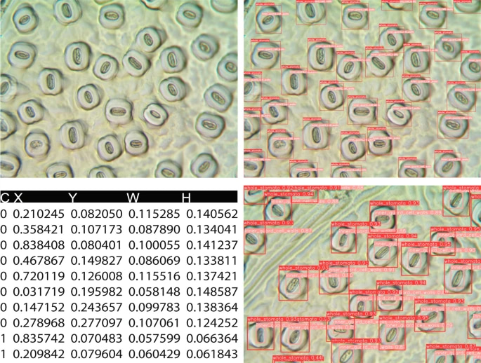 (a) The number of stomata per image of the 17 hardwood species in the dataset, (b) histogram of the number of stomata across Hardwood and Populus datasets. Dots in plot (a) indicate the mean of the stomatal density and the lines represent the range of the stomatal density. Blue dotted lines represent the percentage quantiles.