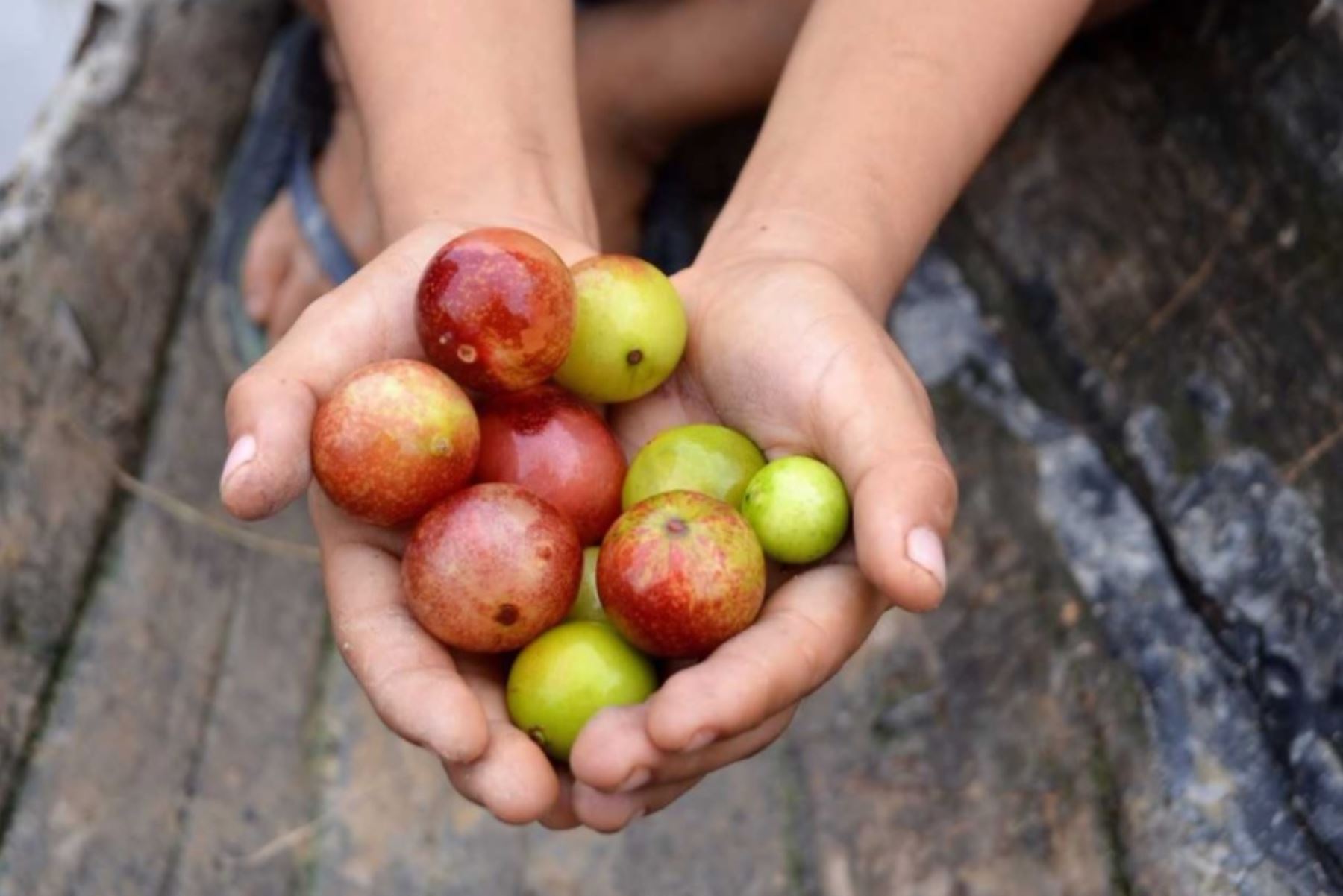 Portento amazónico: consume el super camu camu para evitar anemia,  influenza y cáncer | Noticias | Agencia Peruana de Noticias Andina