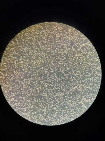 A view under a microscope