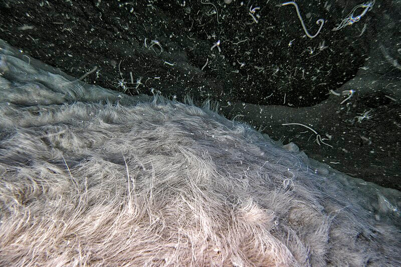 Beggiatoa-like filaments in a cave