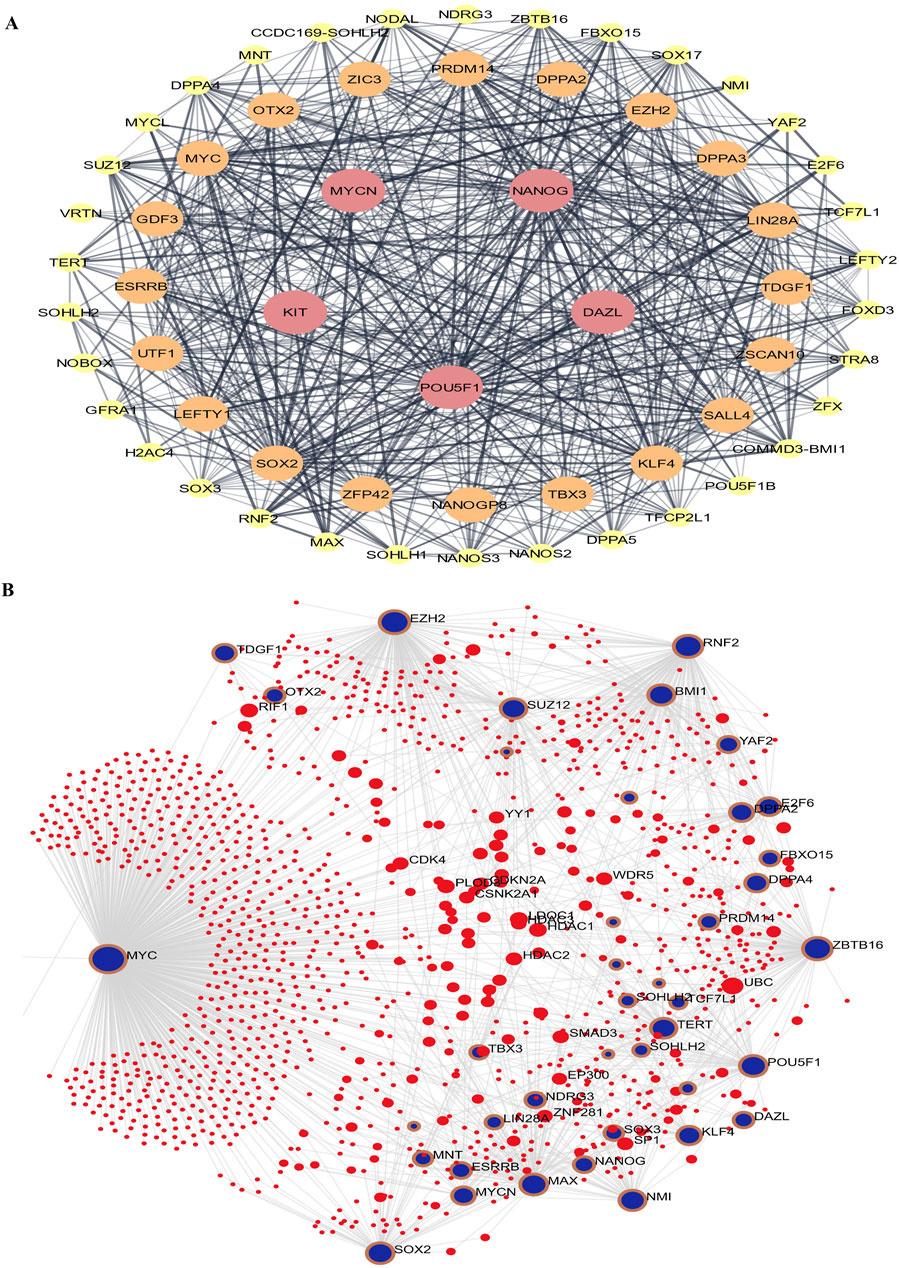 Network diagrams showcasing interactions among proteins and genes. Panel A illustrates a complex network with nodes labeled for various genes or proteins, with several nodes highlighted in pink, orange, and yellow, connected by numerous lines. Panel B displays a larger, more intricate network with red nodes and blue outlined circles, indicating critical interaction points among proteins and genes, such as MYC and SOX2.