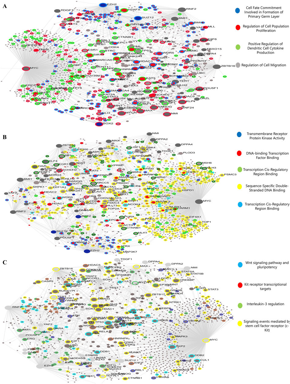 Network diagrams A, B, and C depict complex interactions among various genes and proteins, each highlighted by colored nodes. The color legend identifies functional categories like cell proliferation, receptor activity, and DNA binding, with specific functions for each panel. Lines represent interactions between nodes.
