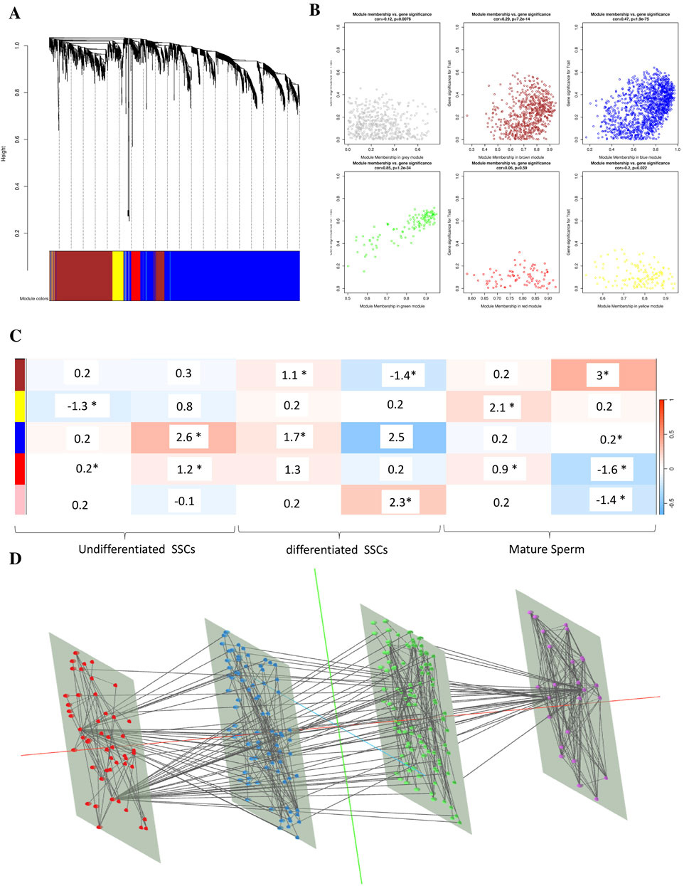 A four-panel figure showing data clustering and network analysis. Panel A is a dendrogram with colored module allocations at the bottom. Panel B includes six scatter plots showing module membership against gene significance in different colors. Panel C is a heatmap with numerical values, indicating module-trait relationships, marked with asterisks for significance. Panel D is a network diagram demonstrating gene interactions across three stages: undifferentiated spermatogonial stem cells (SSCs), differentiated SSCs, and mature sperm, with nodes and edges visually connected across stages.