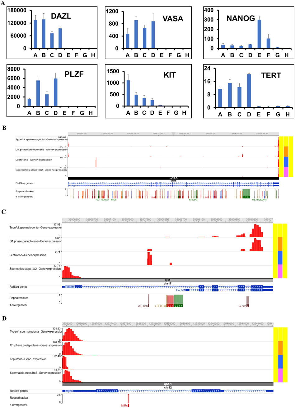 Graphs and gene expression data: Panel A shows bar graphs for DAZL, VASA, NANOG, PLZF, KIT, and TERT across variables A to H. Panels B, C, and D display gene expression profiles for specific genes during different spermatogenesis stages, with RefSeq annotations and repeat markers.