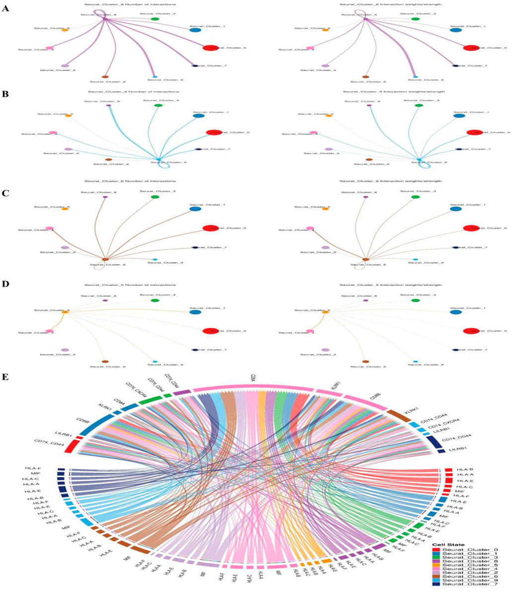 Diagram showcasing five interconnected graphs labeled A to E, depicting interaction networks among various Seurat clusters distinguished by colors. Graphs A to D feature node-link diagrams, highlighting connections between clusters. Graph E is a circular chord diagram displaying interactions across numerous clusters, with a colorful legend identifying each cluster.