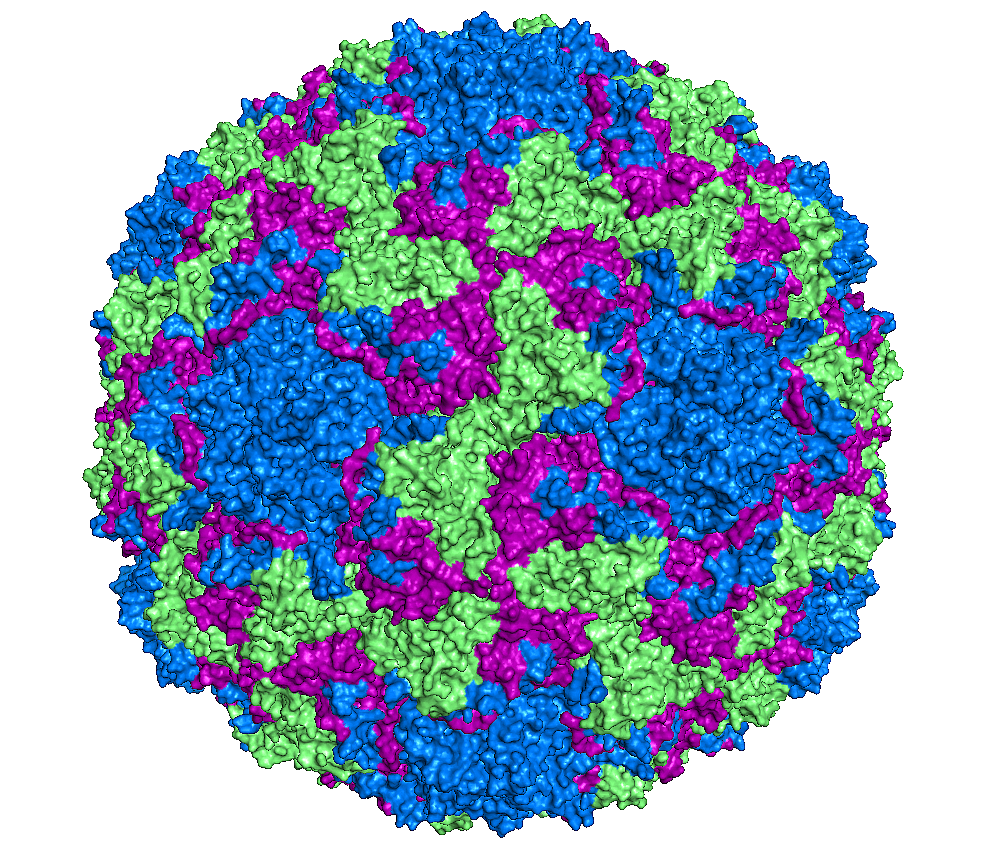 Speciesspecific diagnosis of rhinovirus infections Mission possible? Nature Portfolio