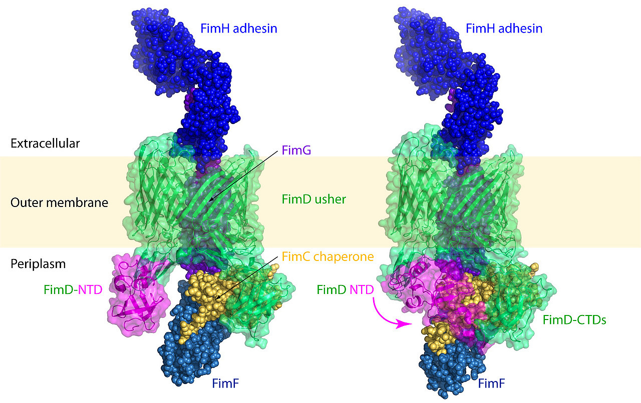 A “smart” bacterial outer membrane protein called “FimD usher” Nature