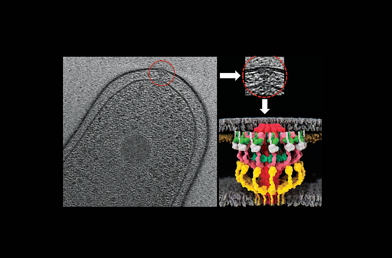 Legionella Dot Icm Type IV Secretion System A Molecular Machine Gun