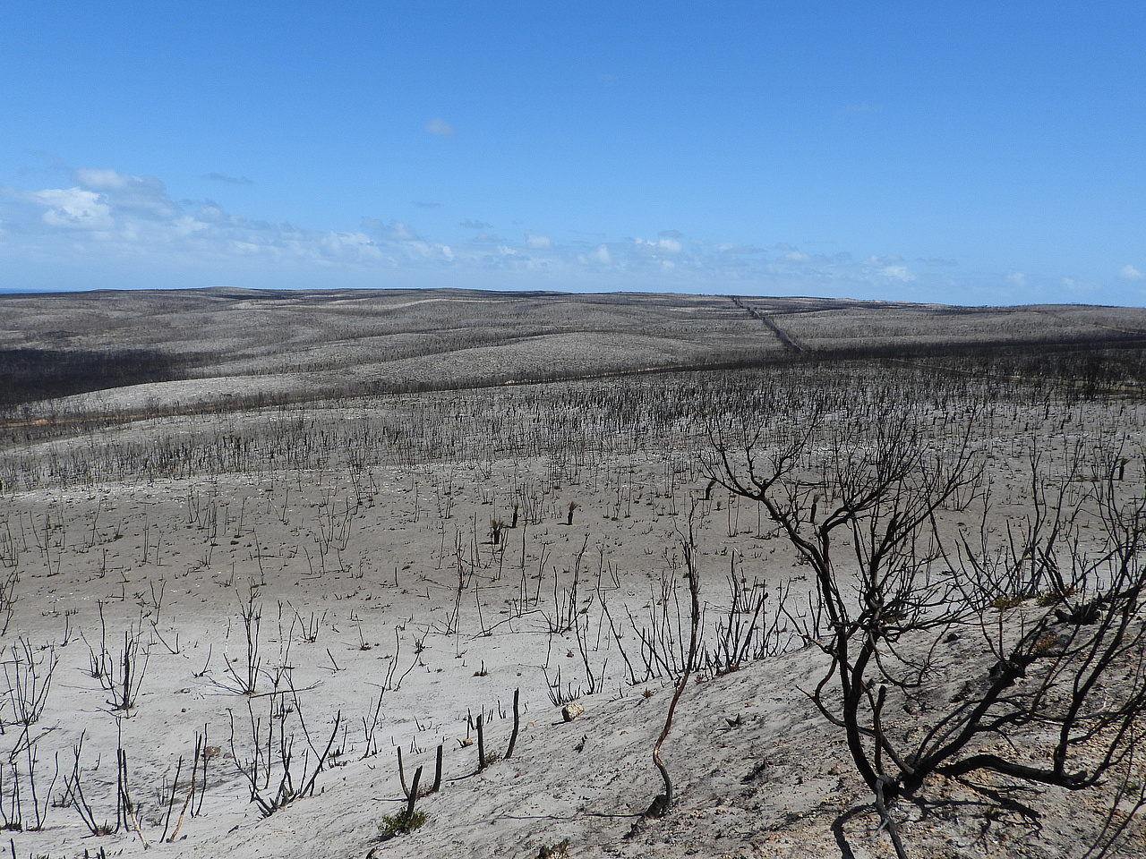 Charcoal in the fossil record Ecology & Evolution Community