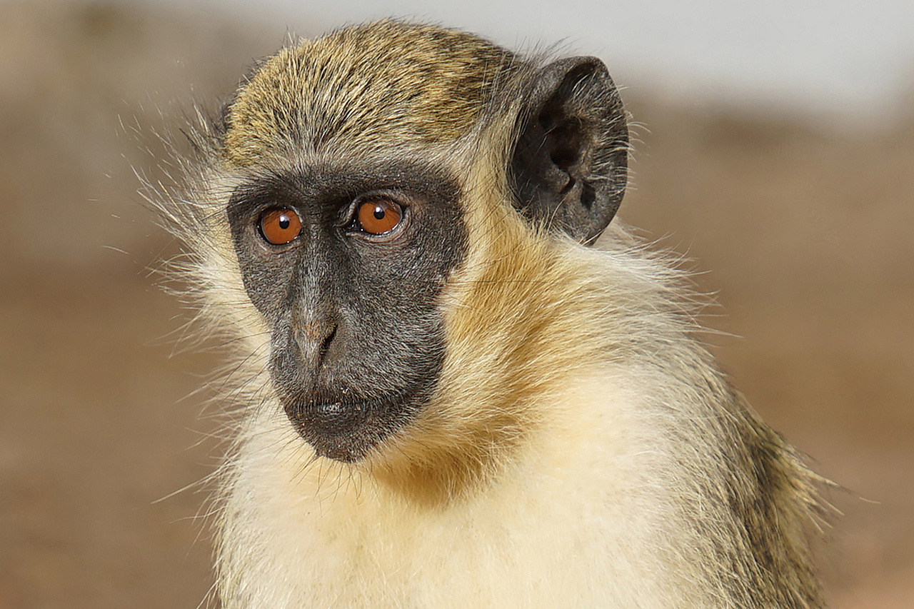 Green monkey responses to drones | Ecology & Evolution Community