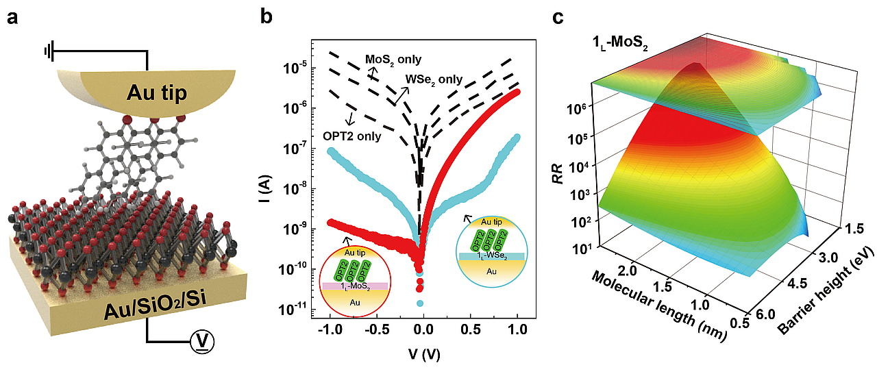 Tunable rectification in a molecular heterojunction with two