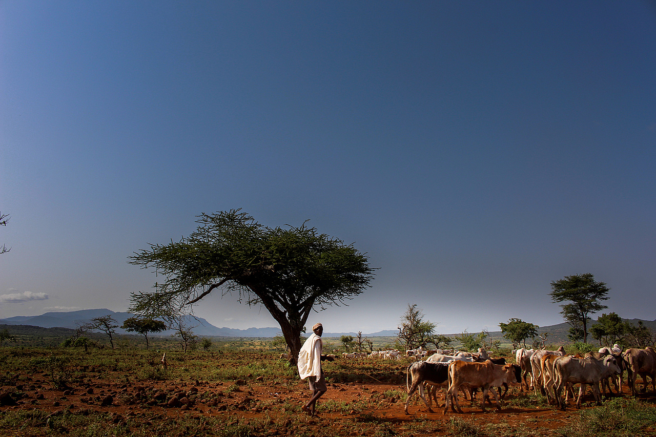 The adaptive beauty of ancient African cattle hybrids