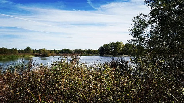 Investigating the emergence of obligate parthenogenesis