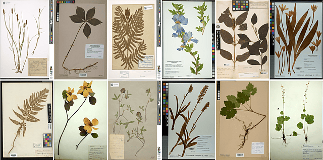 On the colonial legacy of botanical collections
