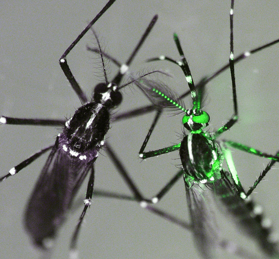 Fluorescent sexing strains to facilitate the Sterile Insect Technique