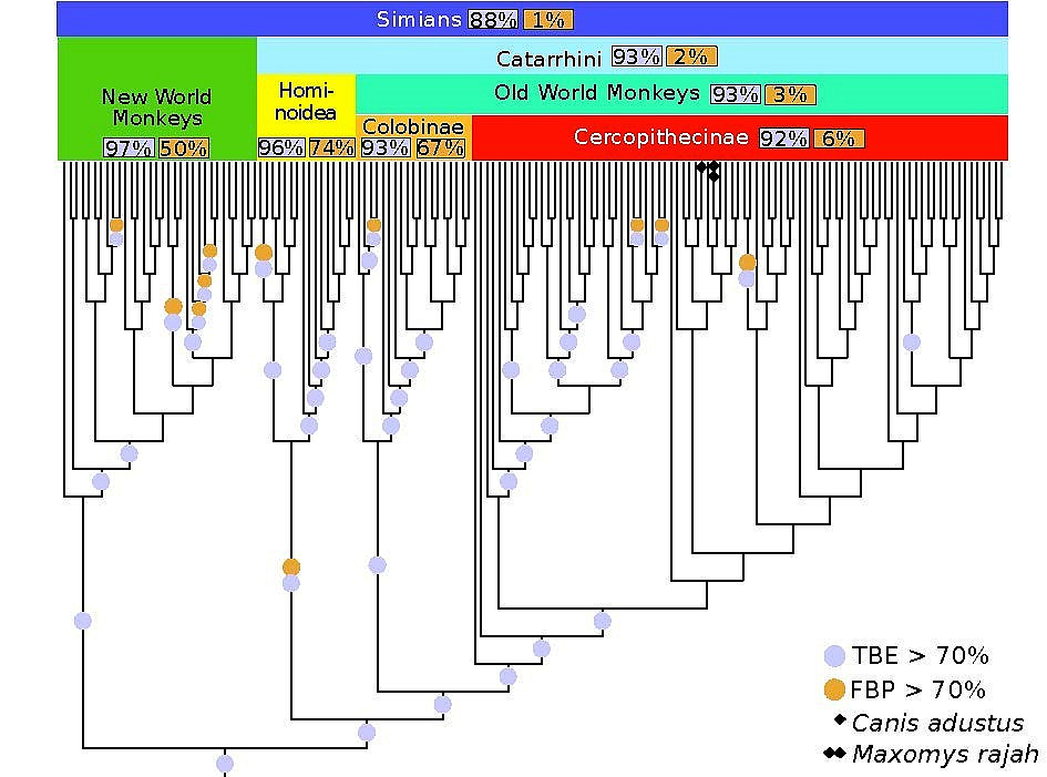Renewing Felsenstein’s Bootstrap Nature Portfolio Ecology & Evolution