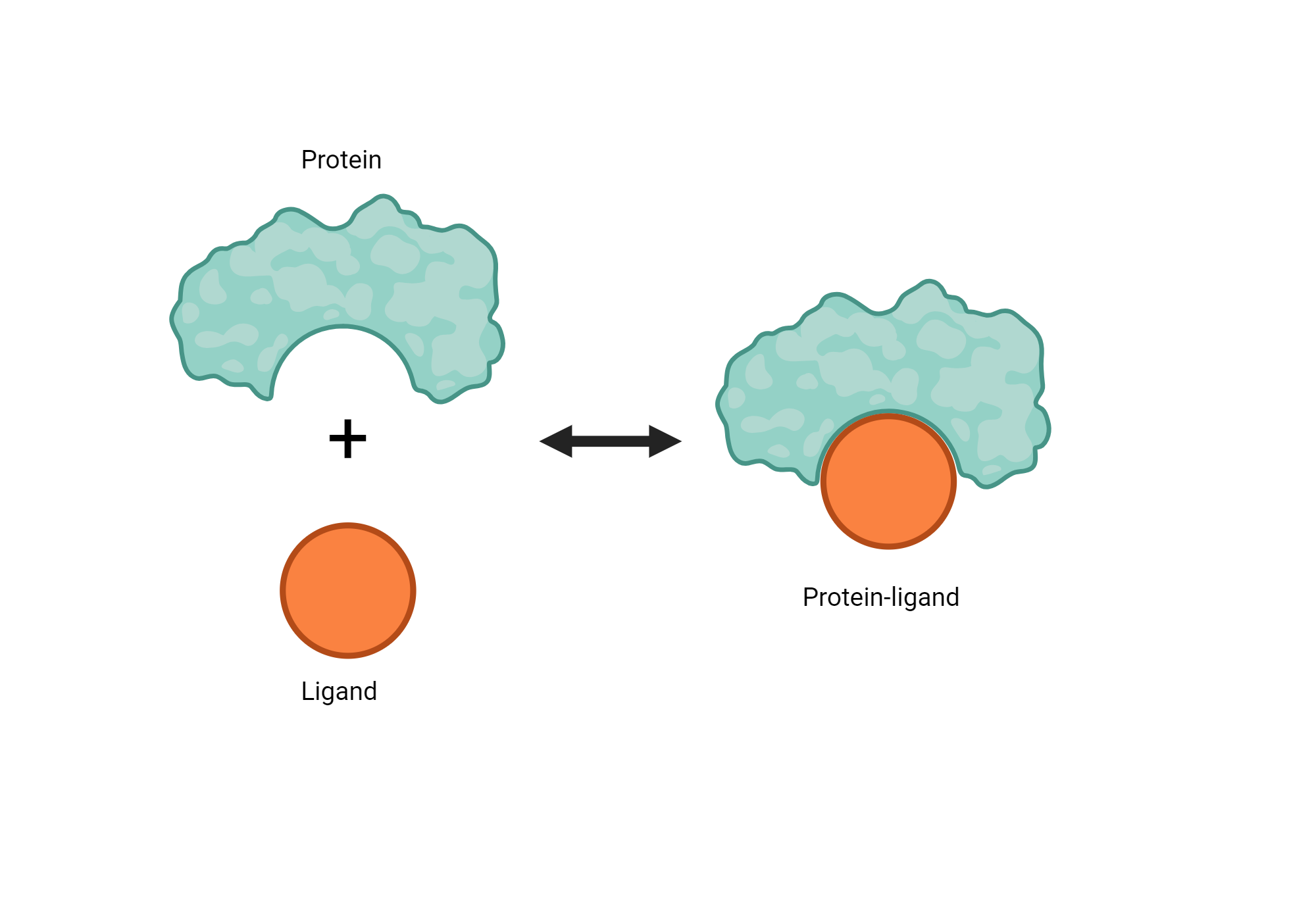 Drugs (ligands) binding to proteins (receptors), like a "lock and key" or "hand and glove"