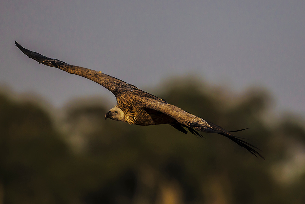 wildlifevetsinternational.org