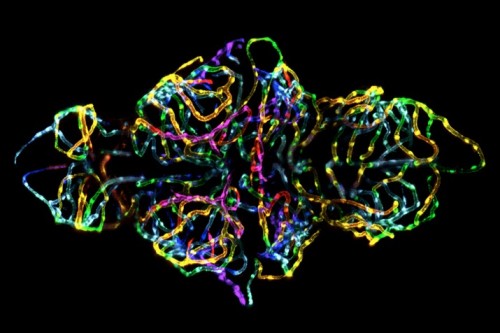 Nikon Small World winning image