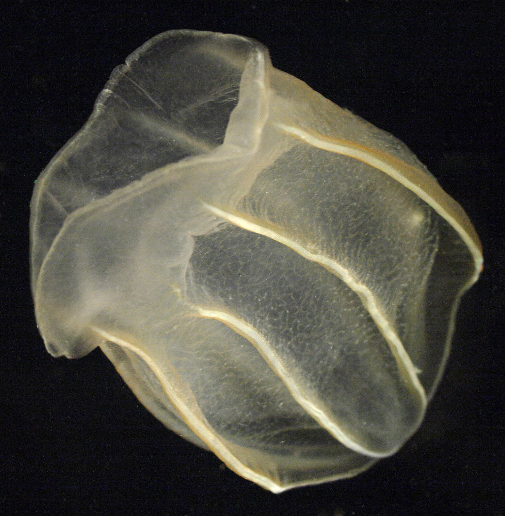 Beroe The ctenophore Beroe ovata.