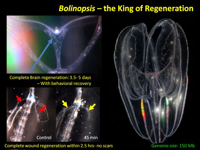 Ctenophores – Kings of Regeneration_web Bolinopsis can regenerate its brain in three to five days.