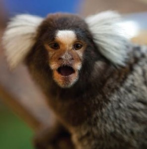 Marmosets are big vocalizers 