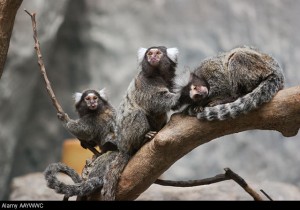 Marmosets are highly social primates 