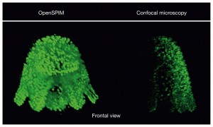 Maritigrella crozieri The polyclad flatworm Maritigrella crozieri imaged with different techniques