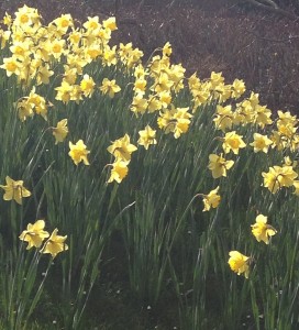 daffs