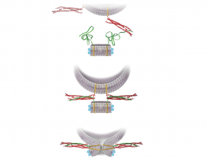 The fusion process between a v-SNARE nanodisc (bottom) and a t-SNARE liposome (top)