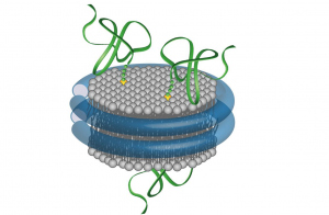 The structure of a v-SNARE nanodisc