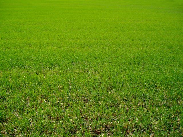 green-1397740-640x480