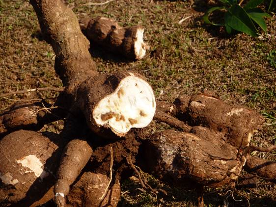 Cassava