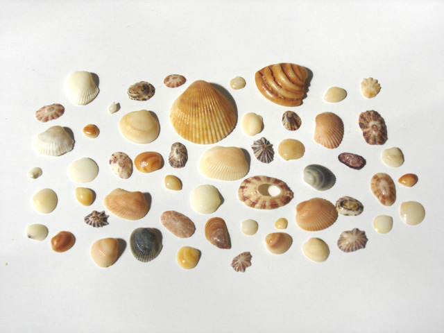 shells-1193518-640x480