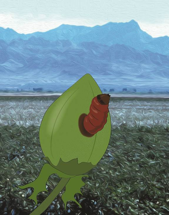 The pink bollworm rapidly evolved resistance to genetically engineered cotton in India, where ‘refuges’ of conventional host plants were scarce, but not in the USA, where growers planted planted non-Bt cotton refuges and suppressed this invasive caterpillar pest with mass releases of sterile moths.