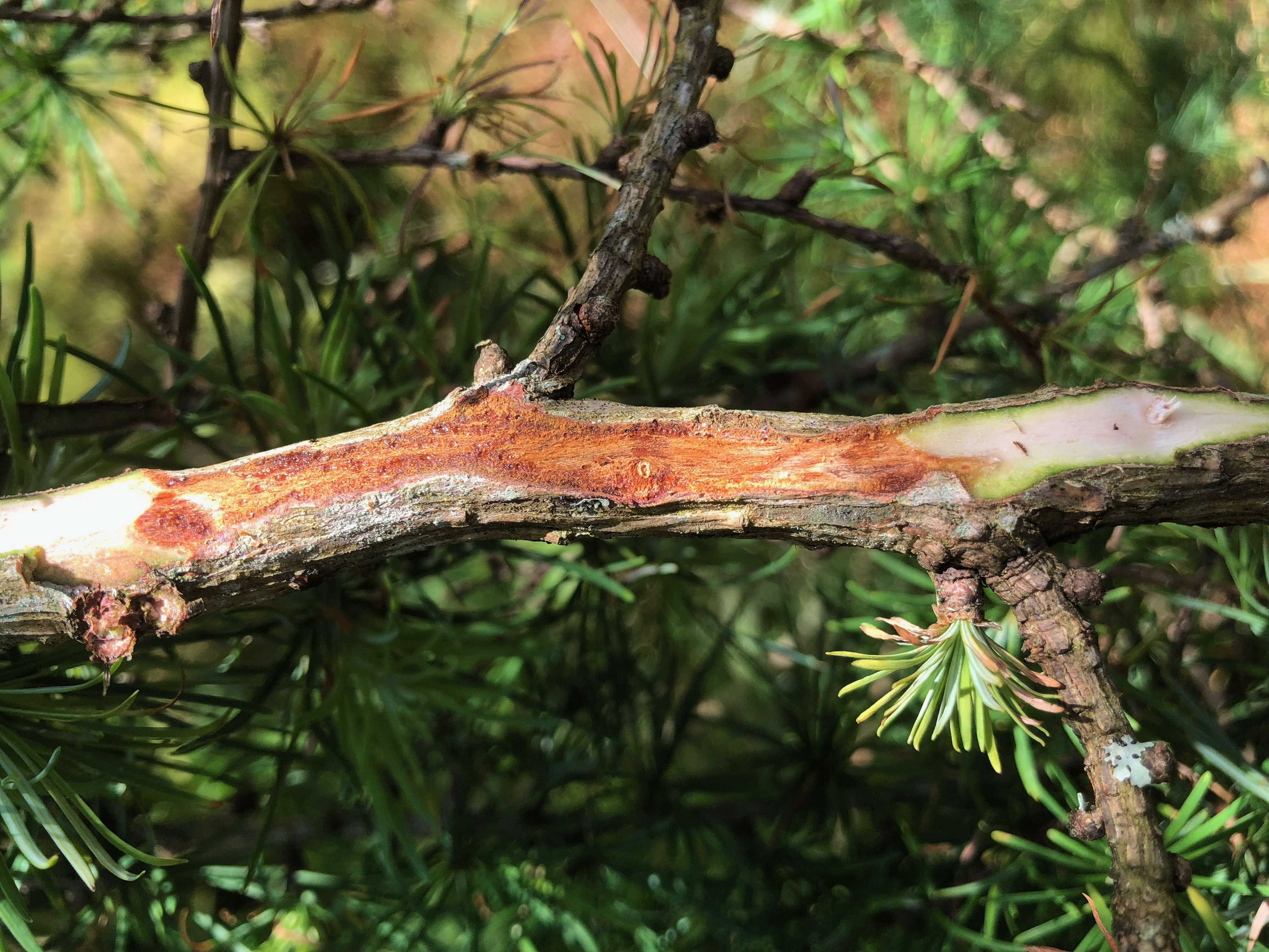 Sudden larch death symptoms. 