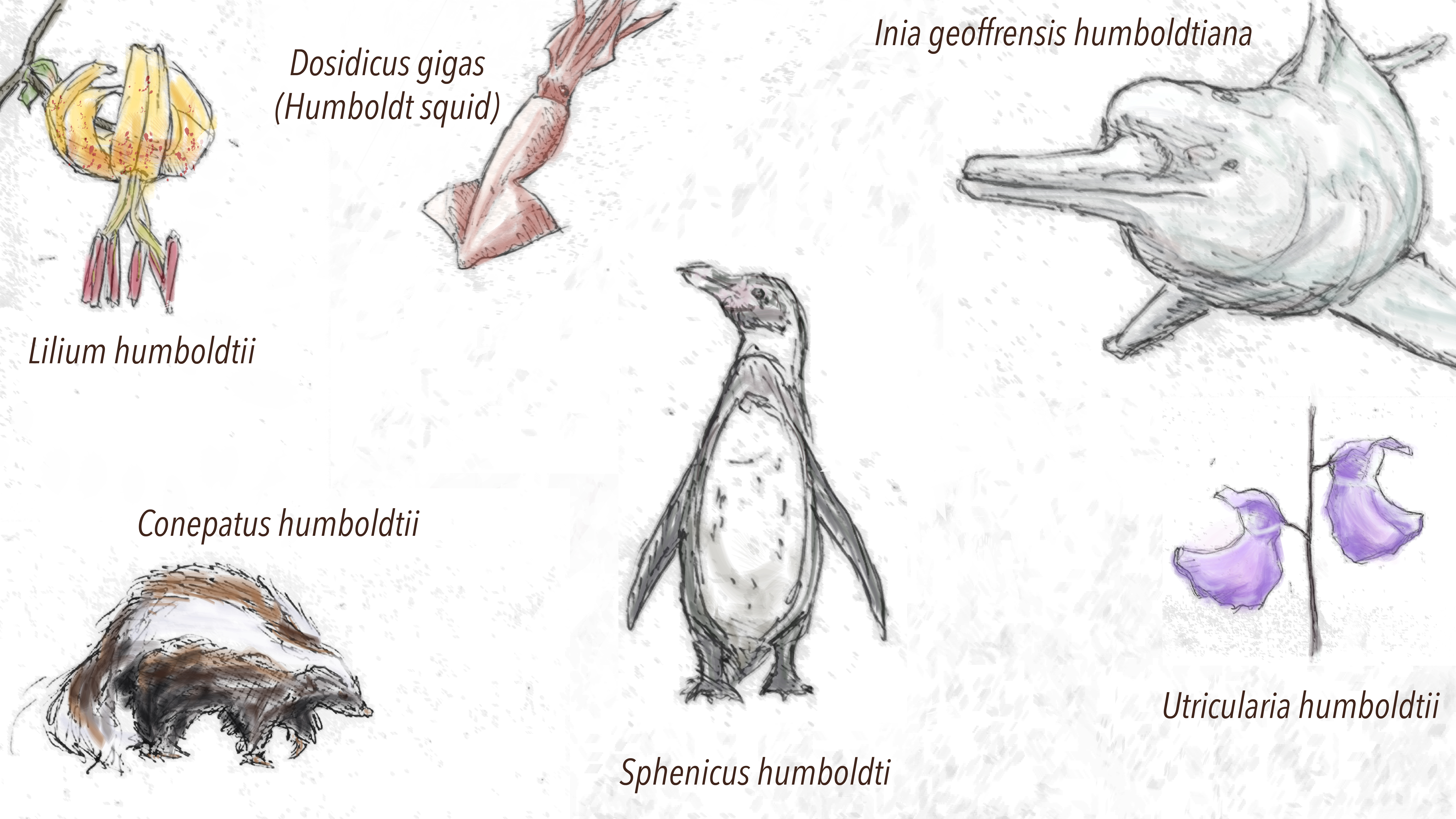 Humboldt's species 