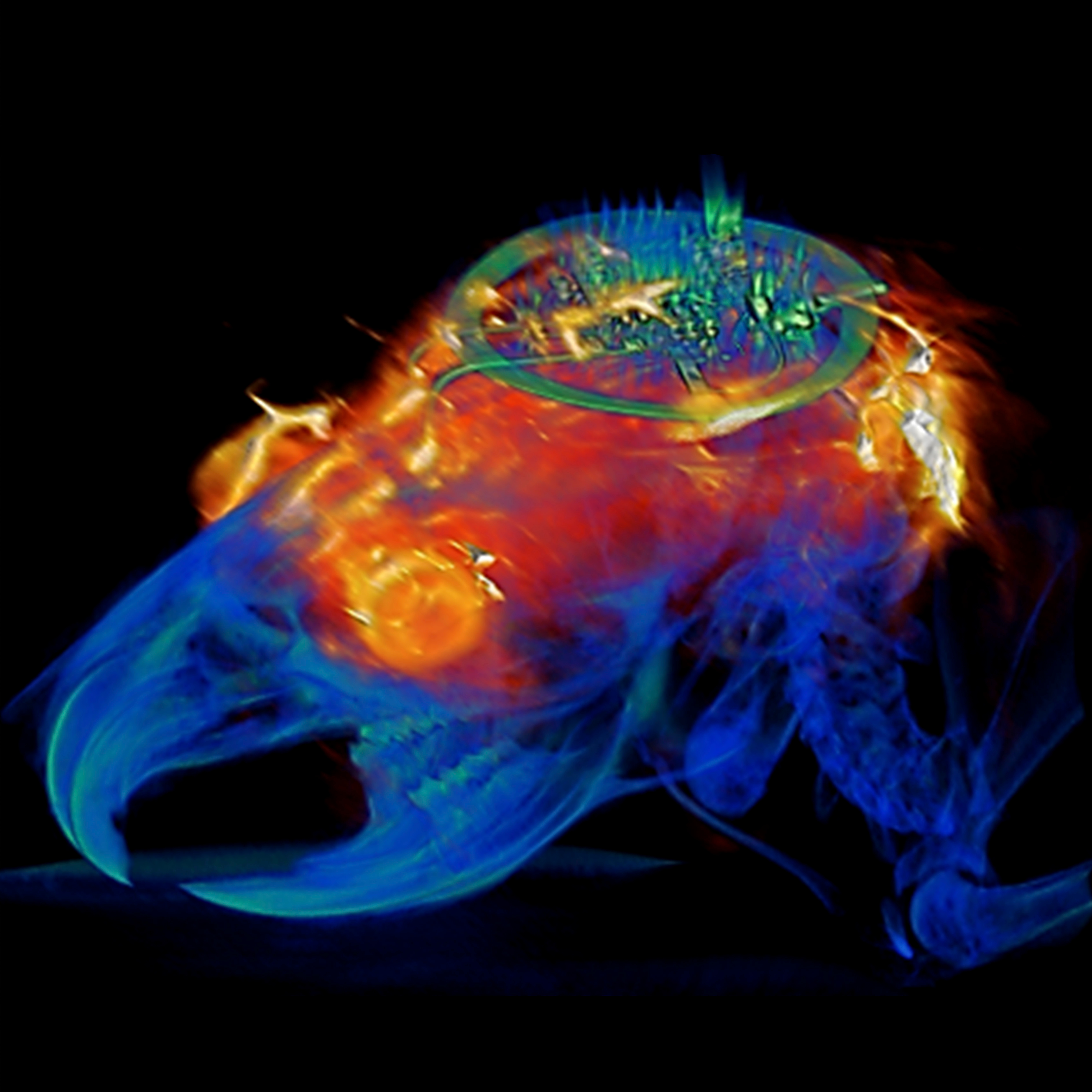 Combined MRI and CT 3D image of subdermally implanted optogenetic implant Combined MRI and CT 3D image of subdermally implanted optogenetic implant