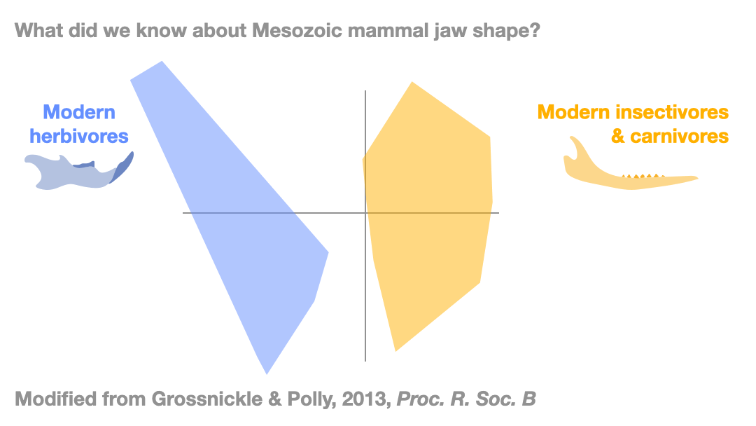 PCA scatter plot of jaw shape, showing convex hulls of modern herbivores on the left side and modern insectivores and carnivores on the right side. Mesozoic mammals are projected on top, showing multituberculates on the left and other Mesozoic mammals on the right side. 