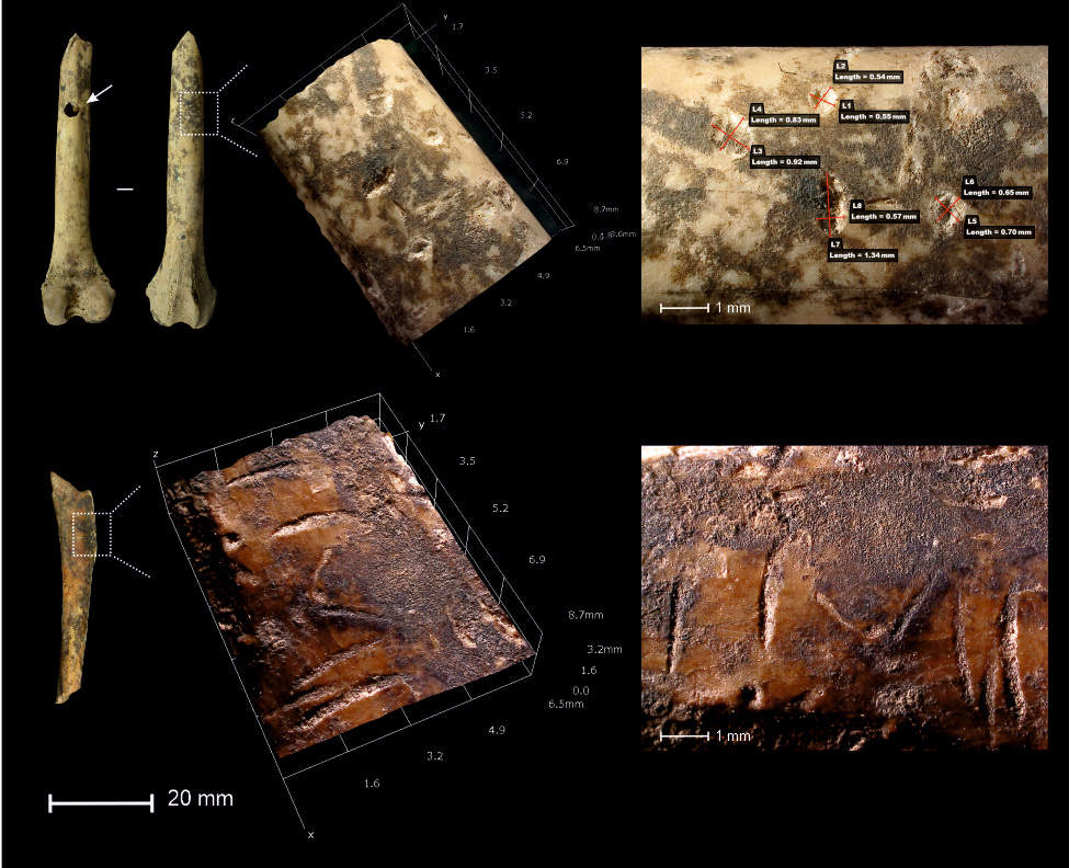 Rabbit remains chewed by lynx Rabbit remains chewed by lynx