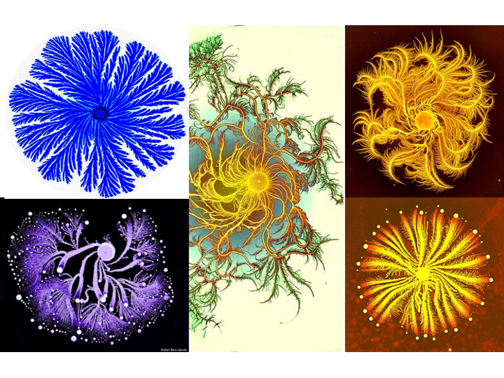 A contructed panel showing various colonies from the genus Paenibacillus