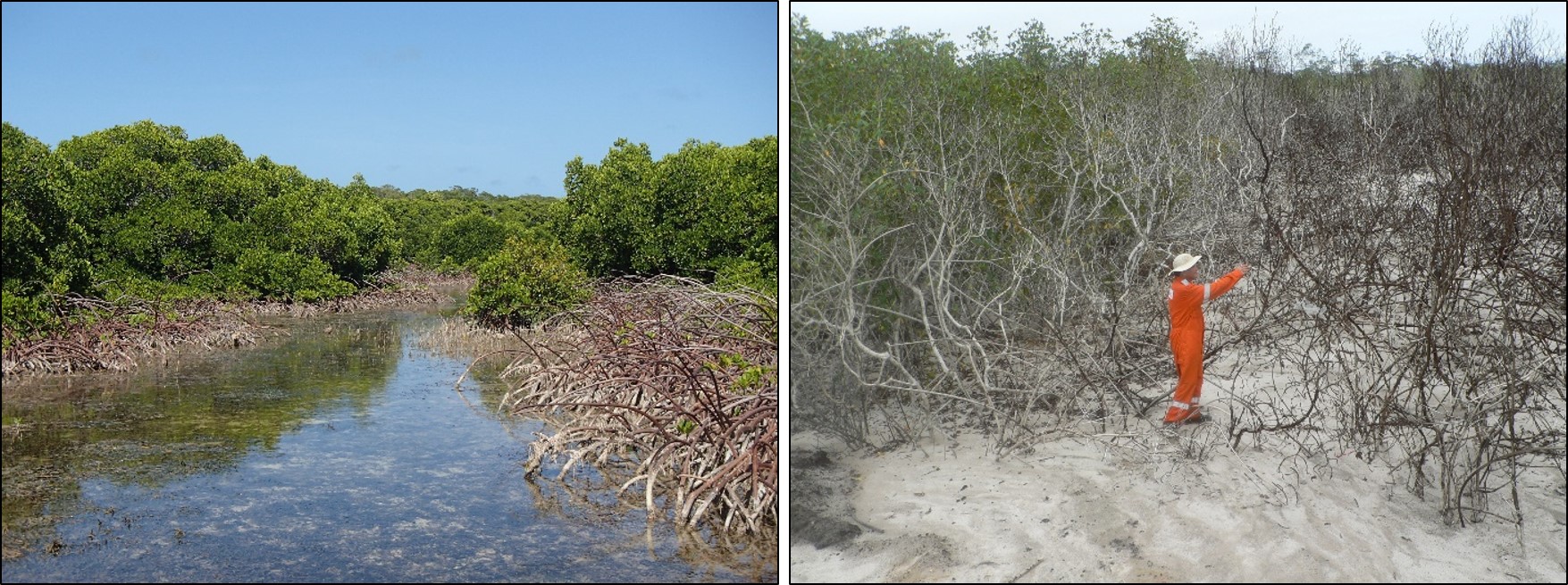 Mangrove forests. Mangrove forests.