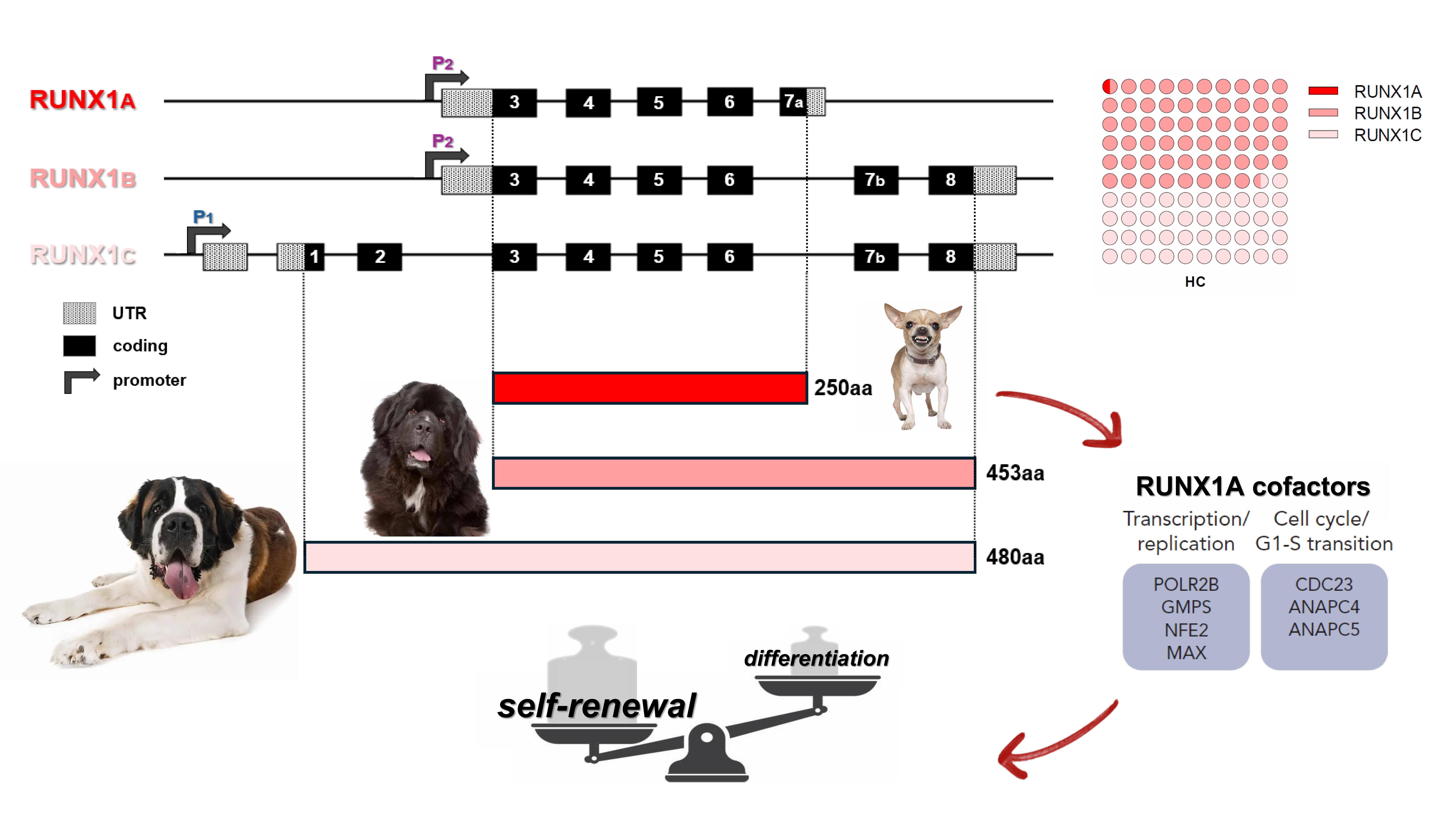 Schematic representation of RUNX1 three main transcript isoforms and their respective protein products. RUNX1A, interacting with specific cofactors, enhances self-renewal activity and suppresses myeloid differentiation. RUNX1 A, B and C relative quantification (as the fraction of total RUNX1 transcripts) in healthy controls is reported on top-left. P1: distal promoter; P2: proximal promoter; RHD: runt-homology domain; TAD: transactivation domain; HC: healthy controls.